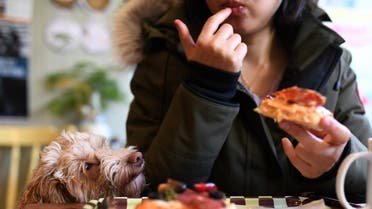 Cupid the cockapoo dog looks at pizza that it's owner is eating in a cafe in Dublin, Ireland, January 25, 2018. (Reuters)
