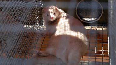 A mink is seen in a cage during international exhibition of agricultural machinery, equipment, livestock and poultry 'Belagro 2019' on the outskirts of Minsk, Belarus June 4, 2019. (Reuters)