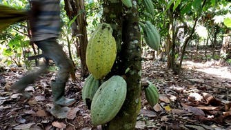 Ivory Coast rejects US-sponsored report showing rising child labor in cocoa sector