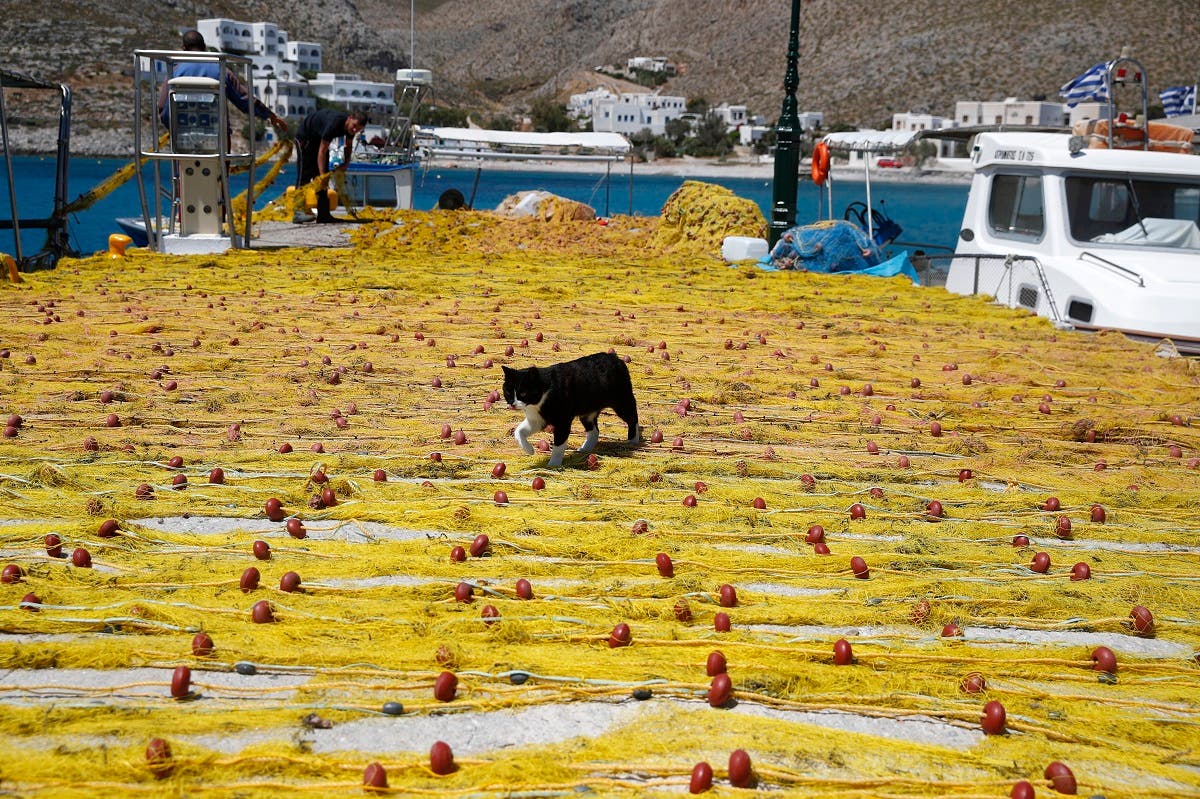 A cat walks on fishermen’s nets on the Aegean Sea island of Folegandros, Greece, on Monday, May 25, 2020. (AP)