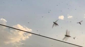 Swarms of locusts seen in Dubai, municipality says: Situation under control