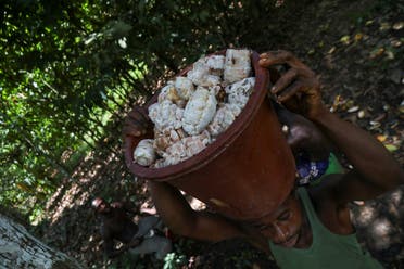 A farmer carries a bucket of cocoa beans at a cocoa farm in Azaguie, Ivory Coast, October 22, 2019. Picture taken October 22,2019. (Reuters)