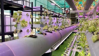 UAE’s high-tech urban, vertical farms shore up food security  during coronavirus 