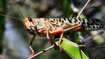 Desert locust swarms threaten India's summer crops