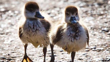 Two Egyptian goslings walk along the river Main in Frankfurt, Germany, Tuesday, April 30, 2019. (AP)