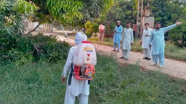 Farmers spray insecticide in a mango tree orchard in Muzaffargarh, Pakistan, Friday, May 29, 2020. Pakistani officials say an outbreak of desert locusts is spreading across the country posing a threat to food security. (AP)