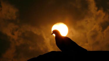 A pigeon is silhouetted against the setting sun during the winter evening in New Delhi December 11, 2007. (Reuters)