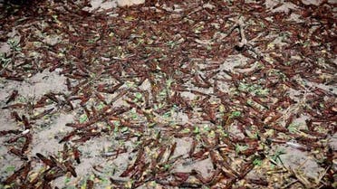 Dead locusts in Saudi Arabia after intensive pest control operations, February 21, 2020. (SPA)