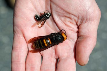 Washington State Department of Agriculture entomologist Chris Looney displays a dead Asian giant hornet, bottom, a sample brought in from Japan for research, next to a native bald-faced hornet collected in a trap, Thursday, May 7, 2020, in Blaine, Washington. (AP)