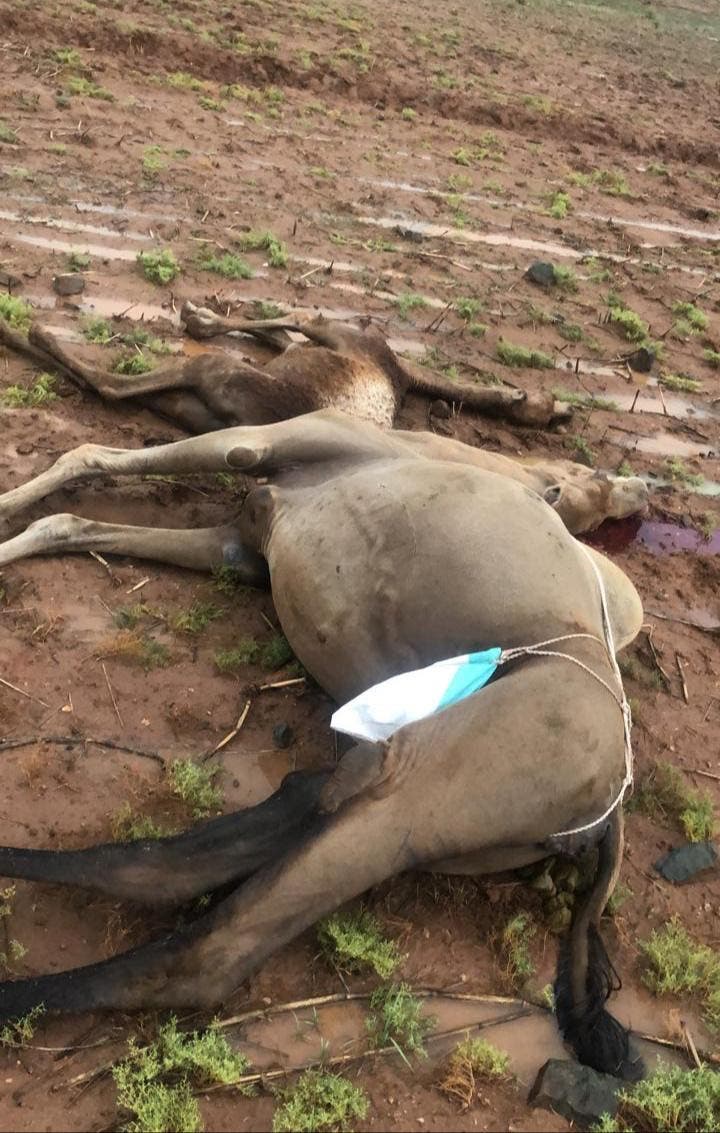 الصاعقة تسبب أيضا في نفوق عدد من الإبل