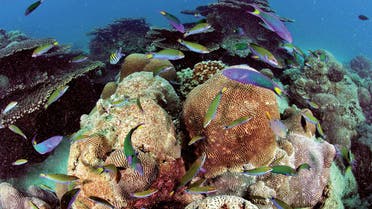 Fish swim near coral. (Supplied.)