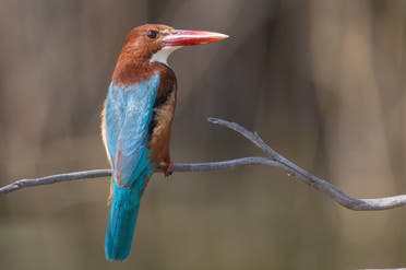 White-throated kingfisher. (Supplied.)