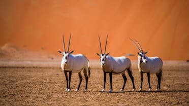 Oryx in Shaybah, Saudi Arabia. (Supplied)