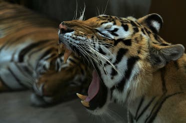 Bengal tigers are seen at the Joya Grande zoo on May 30, 2020. (File photo: AFP)