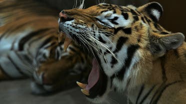 Bengal tigers are seen at the Joya Grande zoo on May 30, 2020. (File photo: AFP)