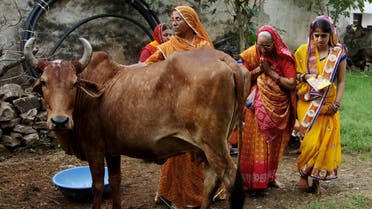 Women worship a cow, an animal held sacred by Hindu beliefs, to seek blessing for their male child during Bach Baras festival in Ajmer, India August 29, 2016. (Reuters)