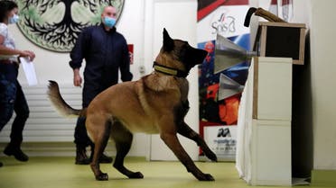 A dog training to sniff out coronavirus at the Alfortville national veterinary school in Maison-Alfort, France, May 19, 2020. (File photo: Reuters)