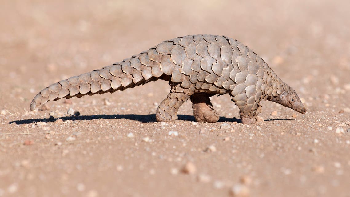 Pangolin hunting for ants. stock photo