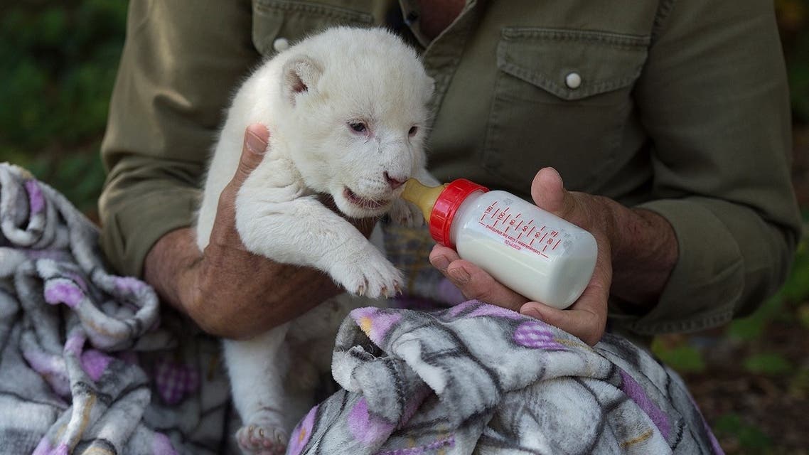 White King, the first white lion cub to be born in Spain, is fed a bottle of milk at the Guillena World Park Reserve in Sevilla on June 10, 2020. (AFP)