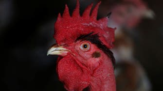 Feral chickens plague New Zealand village amid coronavirus lockdown