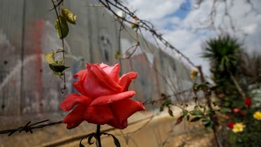A picture taken on February 14, 2018 shows a view of a flower growing among the barbed wire by Israel's controversial separation barrier in the occupied West Bank town of Qalqilyah. (AFP)