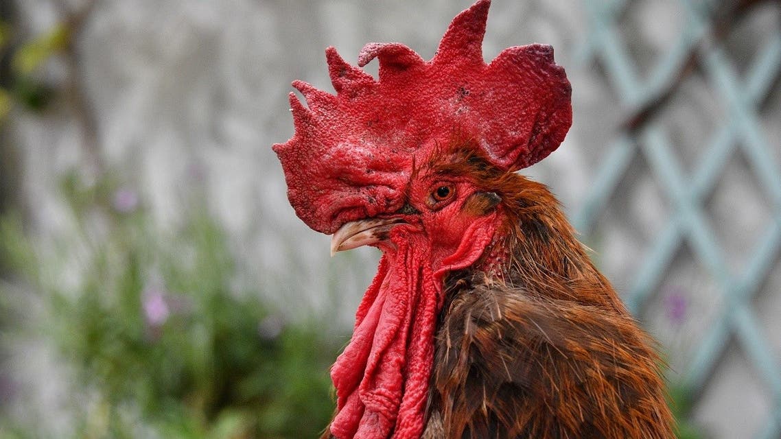 Maurice the rooster stands at Saint-Pierre-d'Oleron in La Rochelle, western France. (AFP)