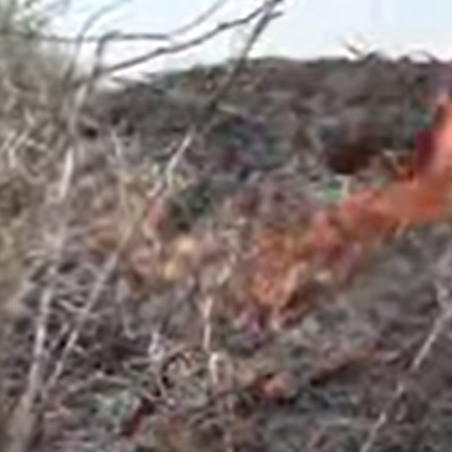 فيديو.. قصف حوثي يحرق مزرعة مواطن بالحديدة