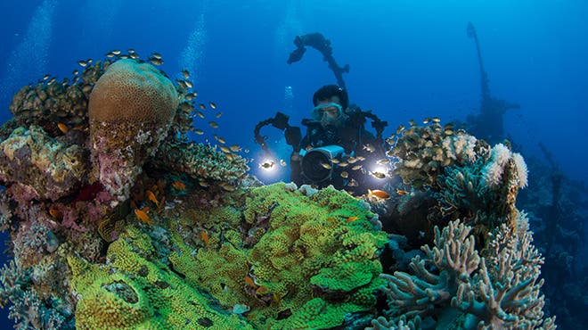 A diver underwater in Umluj, Saudi Arabia. (Saudi Ministry of Tourism)