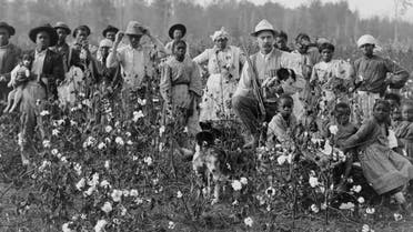 صورة تجسد عددا من ذوي الأصول الإفريقية أثناء عملهم بمزارع القطن