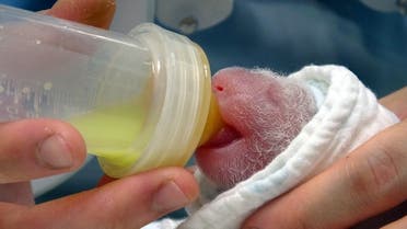 A newborn baby panda at the Taipei Zoo in the Taiwan capital after the yet-unnamed-cub, weighing 186 grammes, was born after a five-hour labor. (AFP)