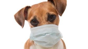نفوق أول كلب أصيب بفيروس كورونا في الولايات المتحدة