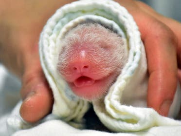 A newborn baby panda at the Taipei Zoo in the Taiwan capital after the yet-unnamed-cub, weighing 186 grammes, was born after a five-hour labor. (AFP)