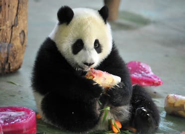 Yuan Zai , the first Taiwan-born baby panda, enjoys her birthday cake, during the celebration of her first birthday at the Taipei City Zoo on July 6, 2014. (AFP)