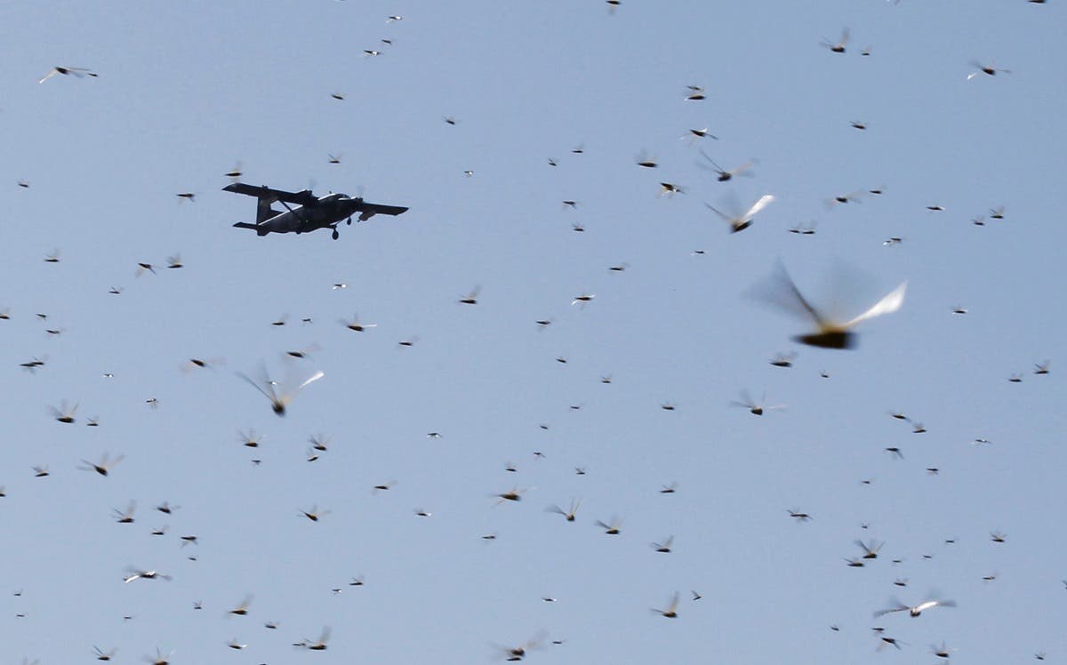 A plane conducting the aerial spraying of pesticides, flies over a swarm of desert locusts in Kenya, Jan. 17, 2020. (File photo: Reuters)