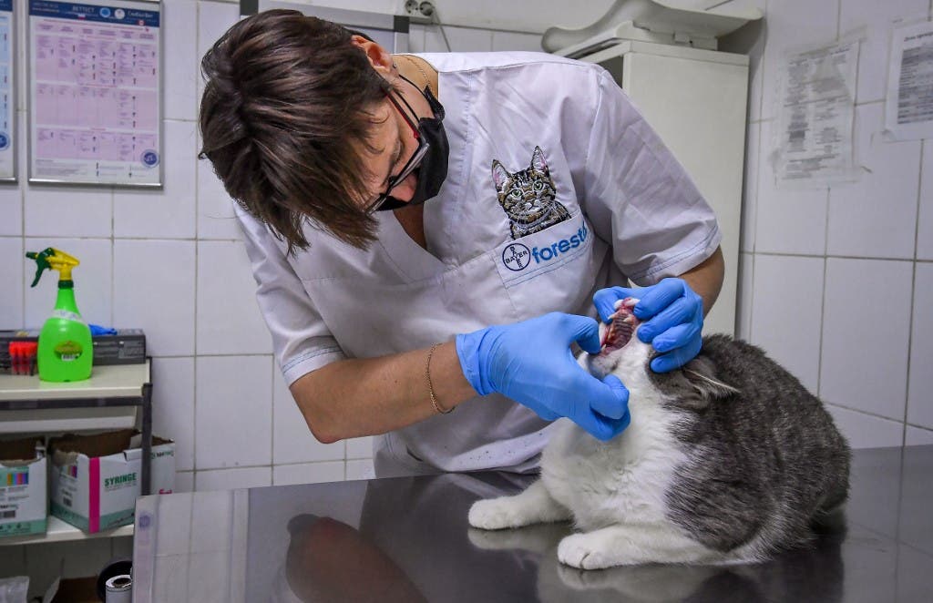 A veterinarian wearing a face mask examines a cat at ZooAcademy veterinary clinic in Moscow, Russia. (File photo: AFP)