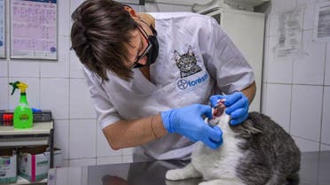 A veterinarian wearing a face mask examines a cat at ZooAcademy veterinary clinic in Moscow, Russia. (File photo: AFP)