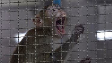 A long-tailed macaque which is kept for use in the clinical research is seen inside cage at National Primate Research Center. (AP)