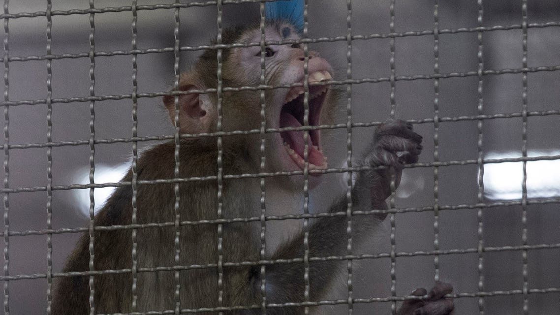 A long-tailed macaque which is kept for use in the clinical research is seen inside cage at National Primate Research Center. (AP)