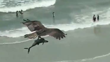 An osprey bird carries a shark-like fish over a South Carolina beach. (Screengrab)