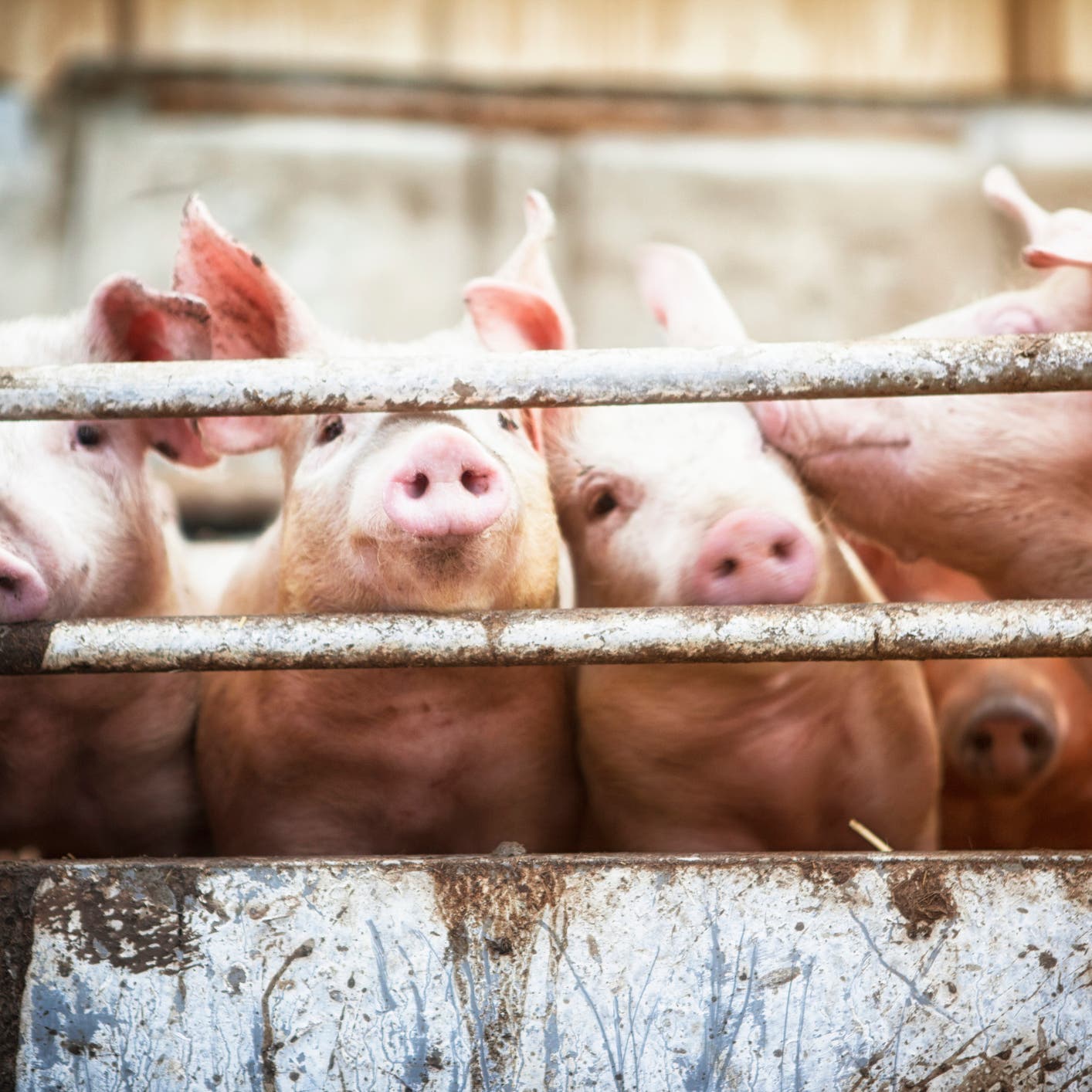 الصين تطمئن: إنفلونزا الخنازير "الجديدة" لا تصيب البشر بسهولة