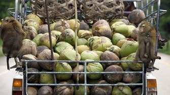Symonds, PM Johnson’s fiancée, urges shops to ban coconut products from monkey labor
