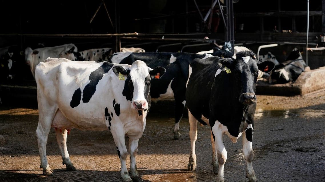 Holstein cows seen in a dairy farm in Missouri, US, April 28, 2020. (File photo: Reuters)