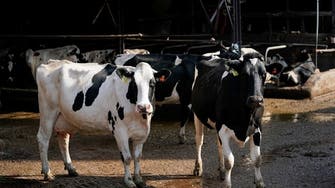 Coronavirus: UAE buys thousands of dairy cows from Uruguay to boost food security