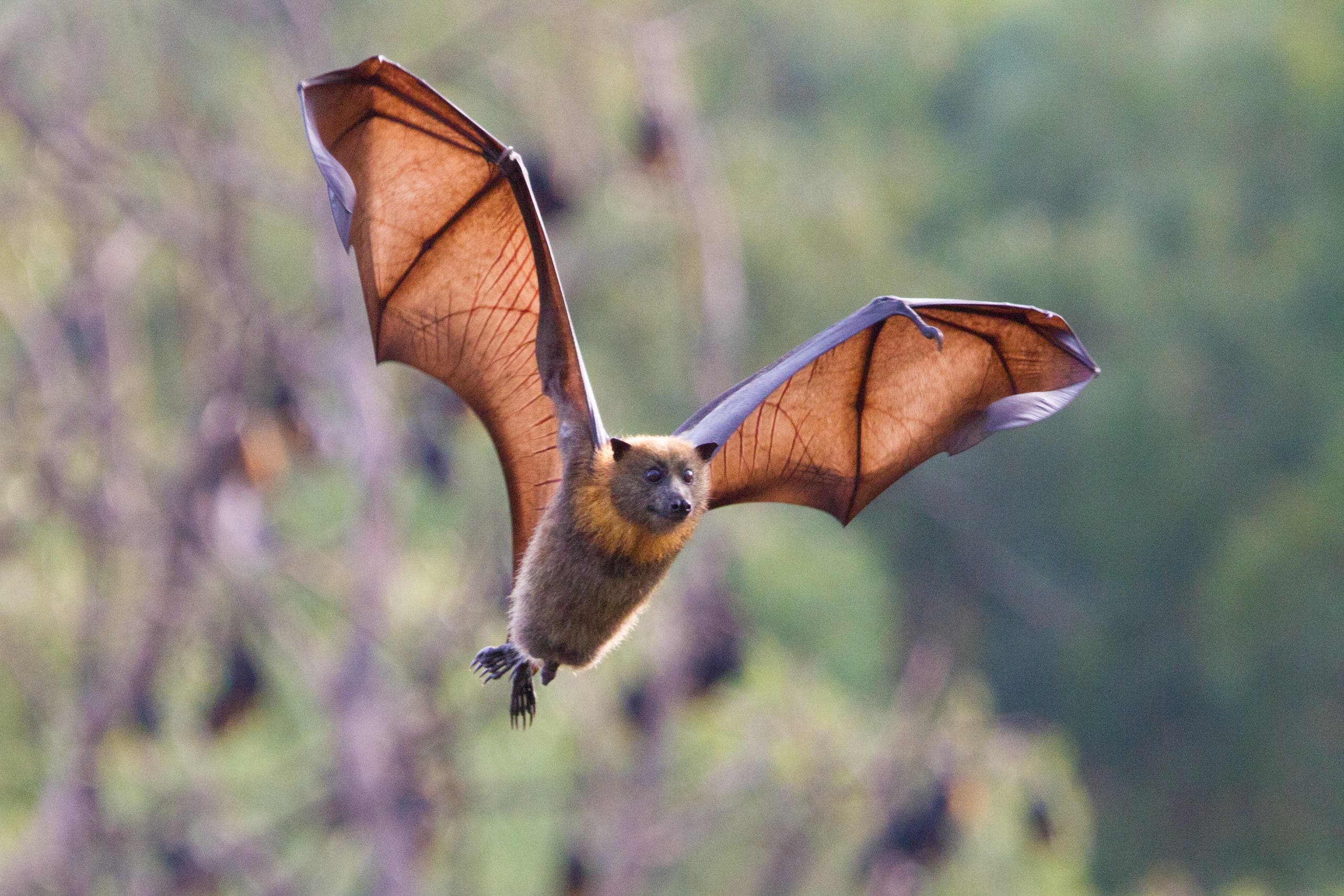 الخفاش المتهم بنقل كورونا