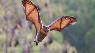 كهوف الخفافيش جنوب الصين تكشف أسراراً عن كورونا