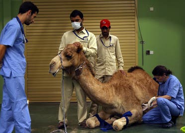 A camel receives an injection before a foot surgery at the Dubai Camel Hospital in Dubai, UAE, December 11, 2017. (Reuters)