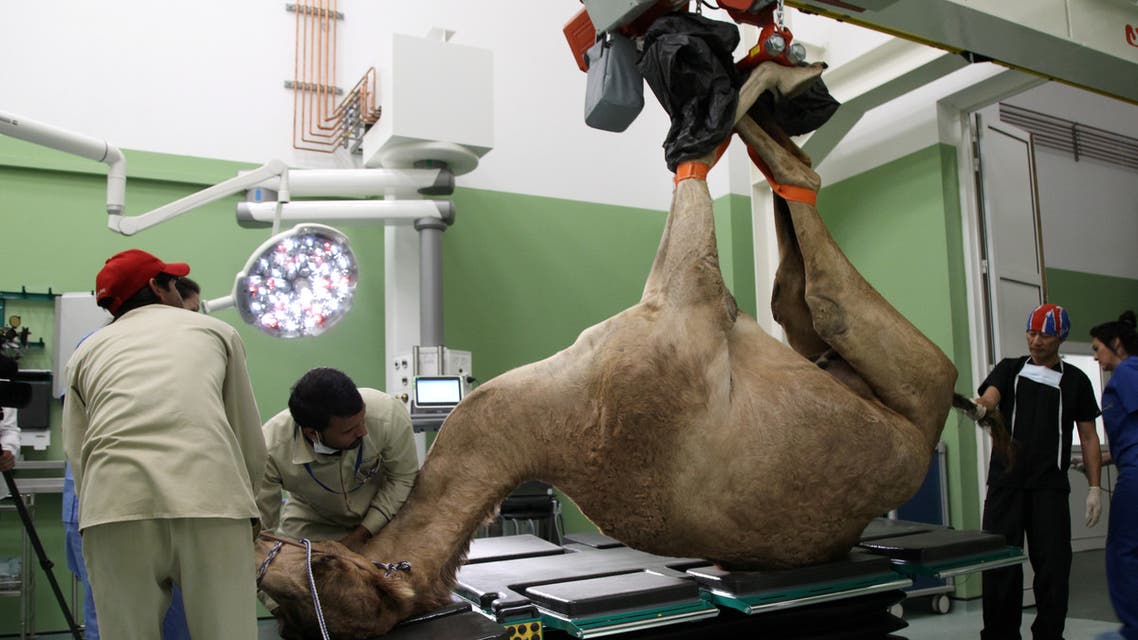 A camel is brought in for foot surgery at the Dubai Camel Hospital in Dubai, UAE, December 11, 2017. (Reuters)
