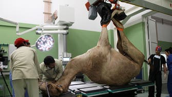 Largest camel hospital in the world opens in Saudi Arabia
