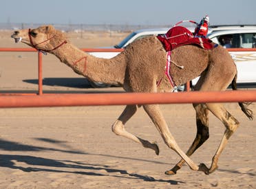 A robot rides atop a camel during a camel race at the Kuwait Camel Race track in Kebd, Kuwait January 25, 2020. (Reuters)