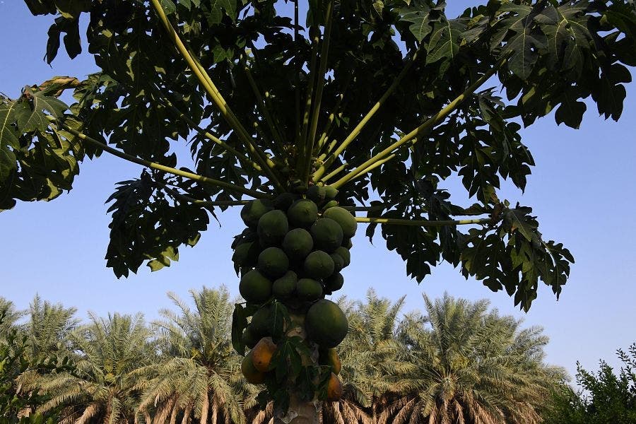 KSA: Al Ahsa Furits and vegetables